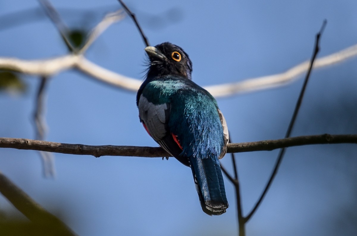 Blue-crowned Trogon - ML641572741