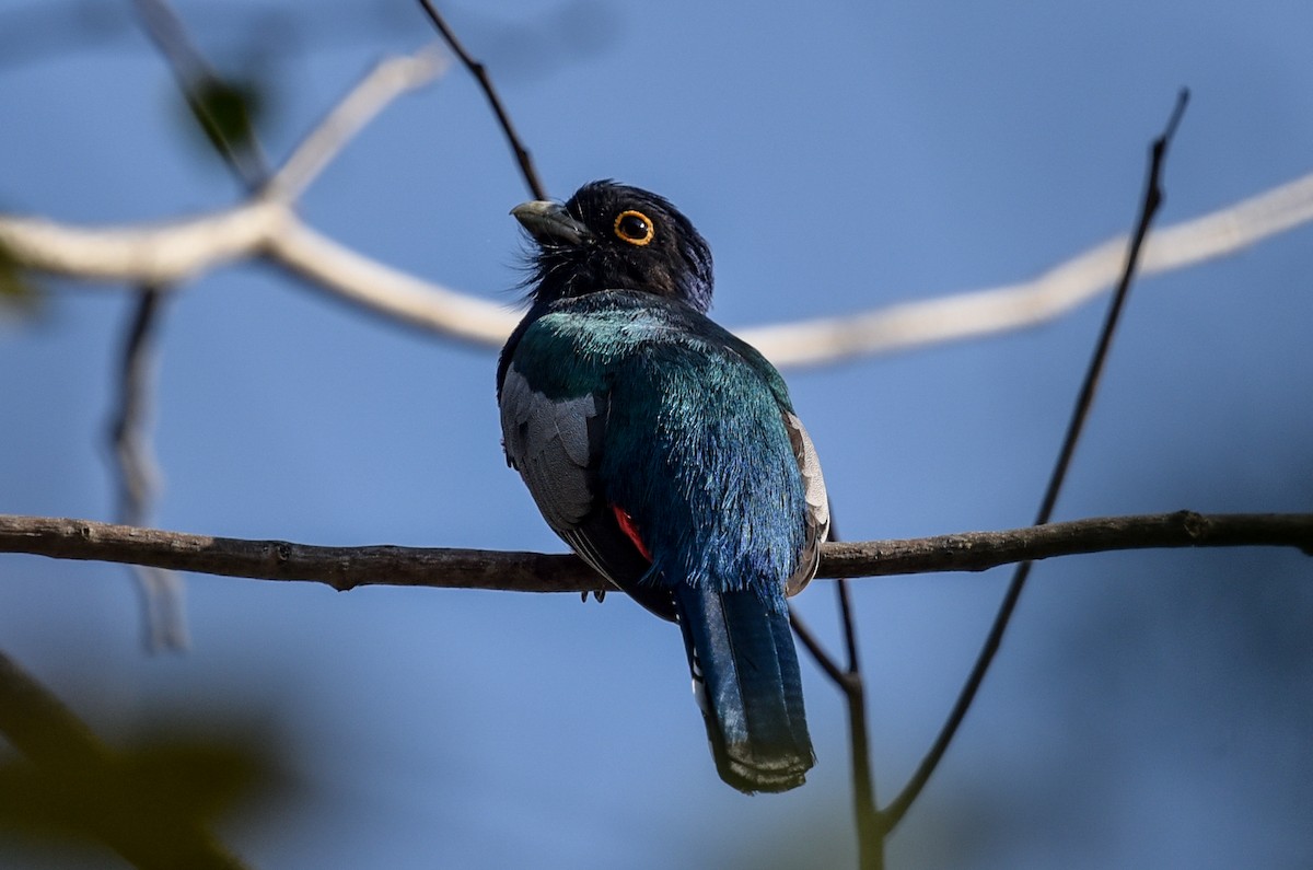 Blue-crowned Trogon - ML641572742