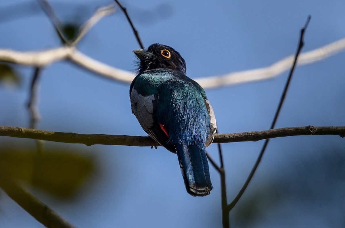 Blue-crowned Trogon - ML641572743