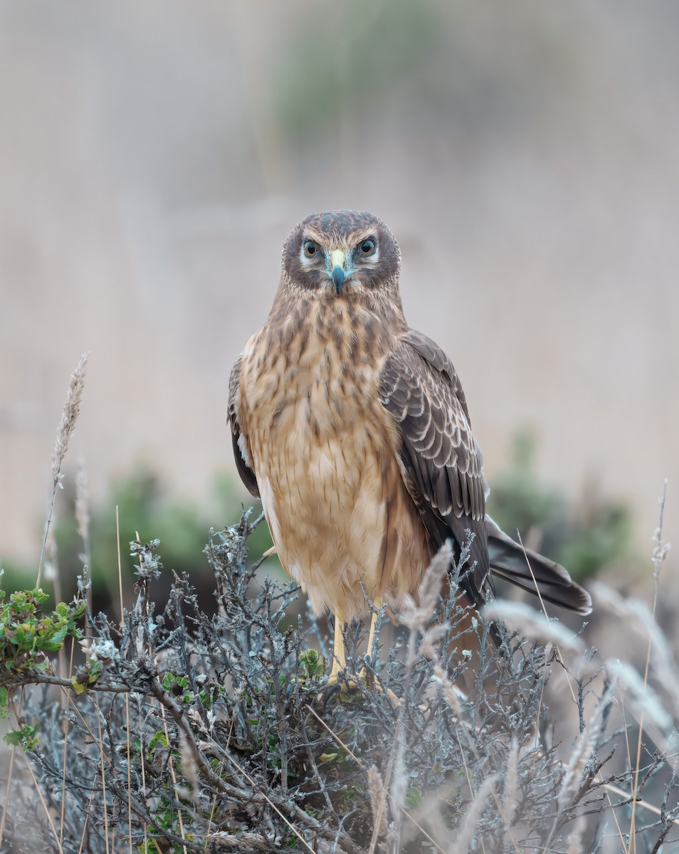 Northern Harrier - ML641572787