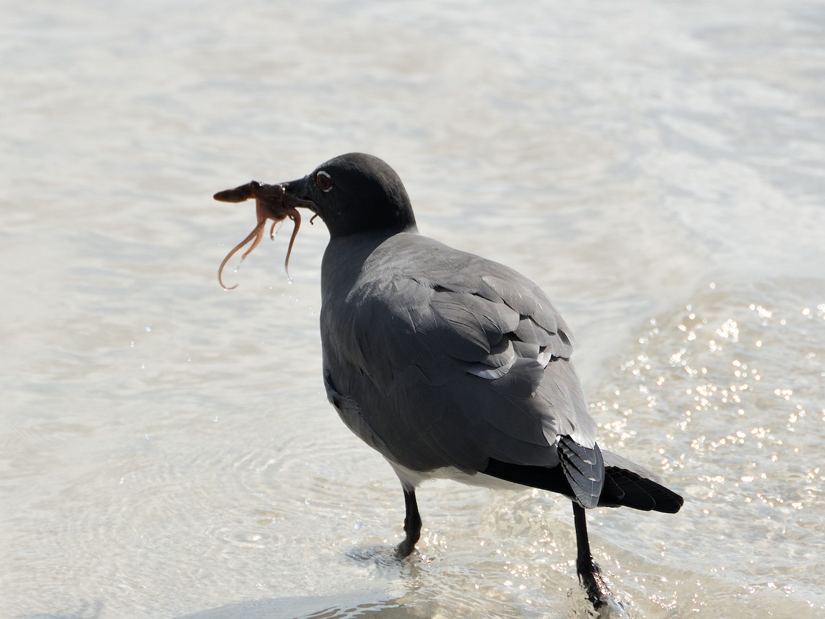 Lava Gull - ML641572824