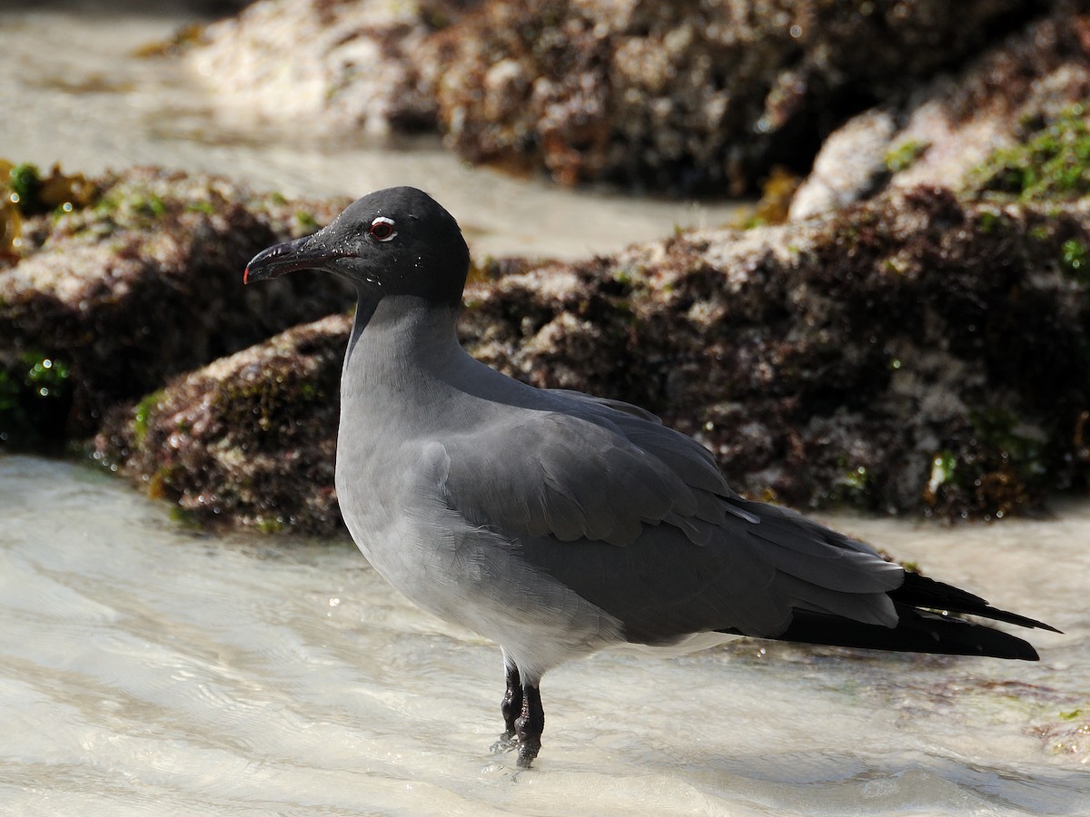Lava Gull - ML641572825