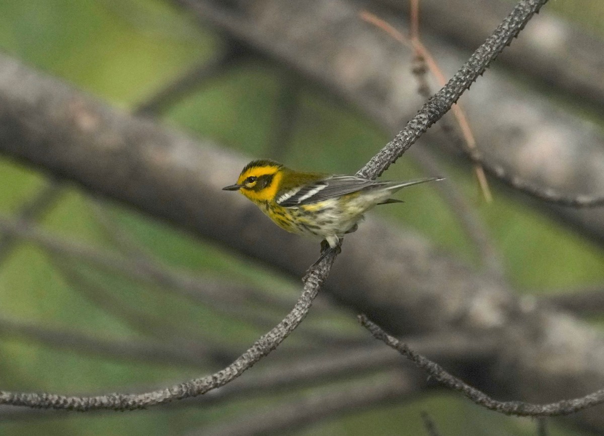 Townsend's Warbler - ML641572831