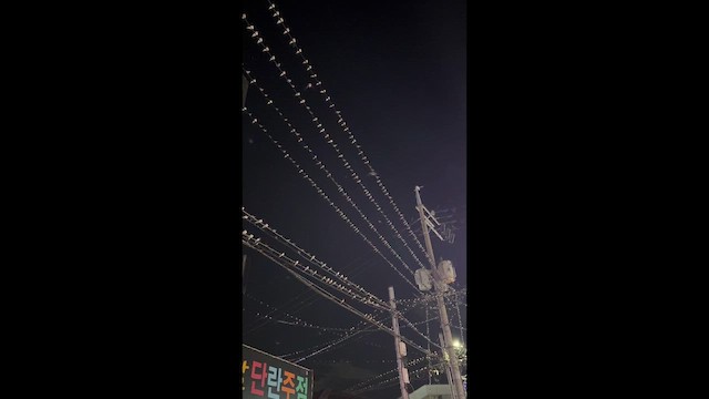 סנונית רפתות - ML641572835