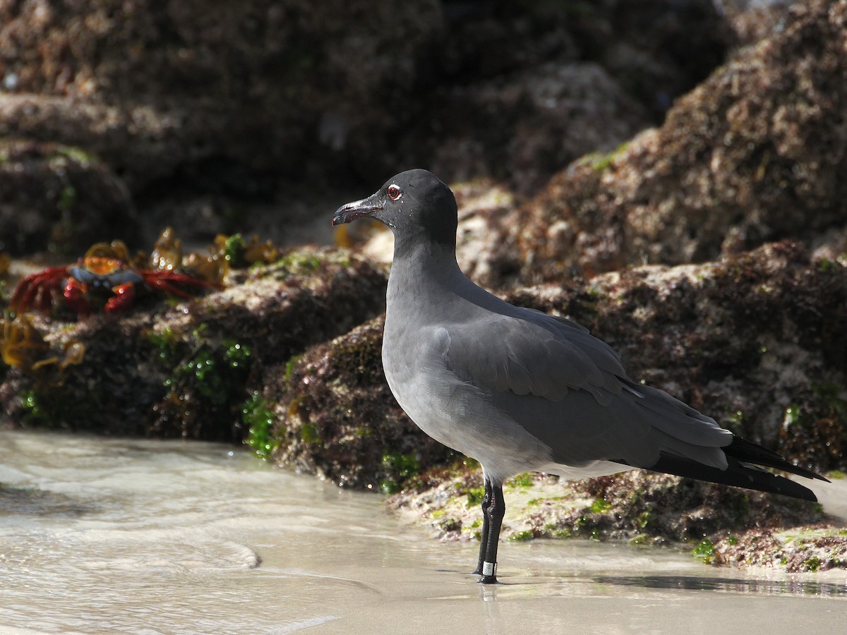 Lava Gull - ML641572841