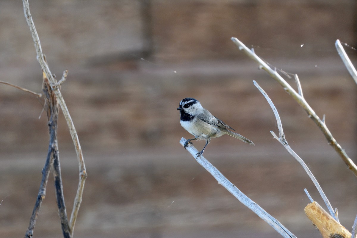 Mountain Chickadee - ML641572848