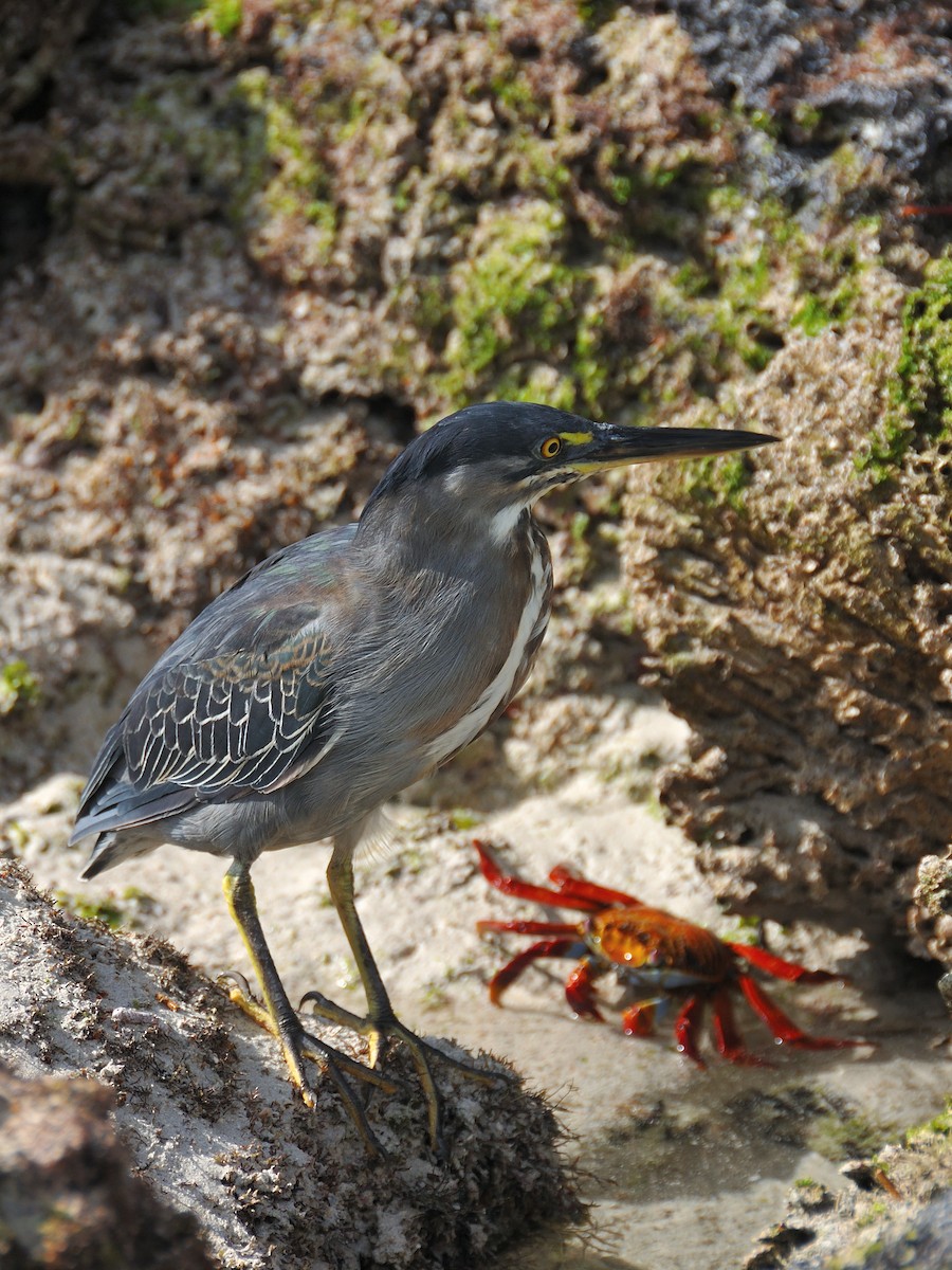 Striated Heron - ML641572850