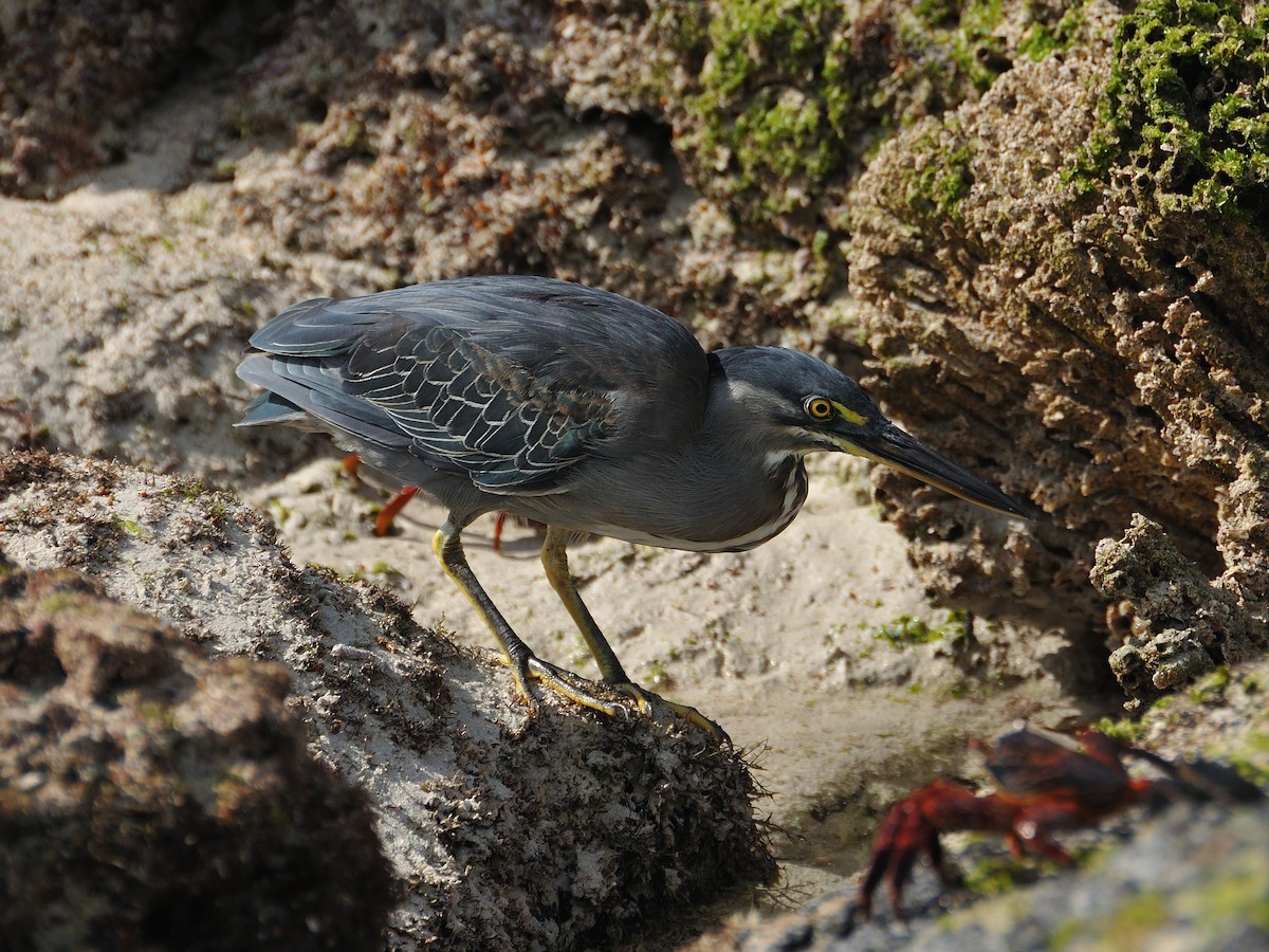 Striated Heron - ML641572851