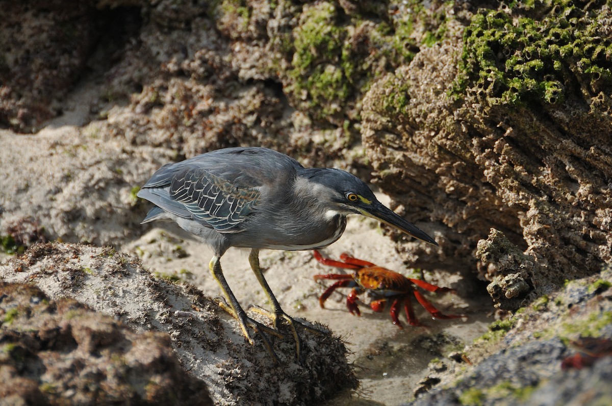 Striated Heron - ML641572855