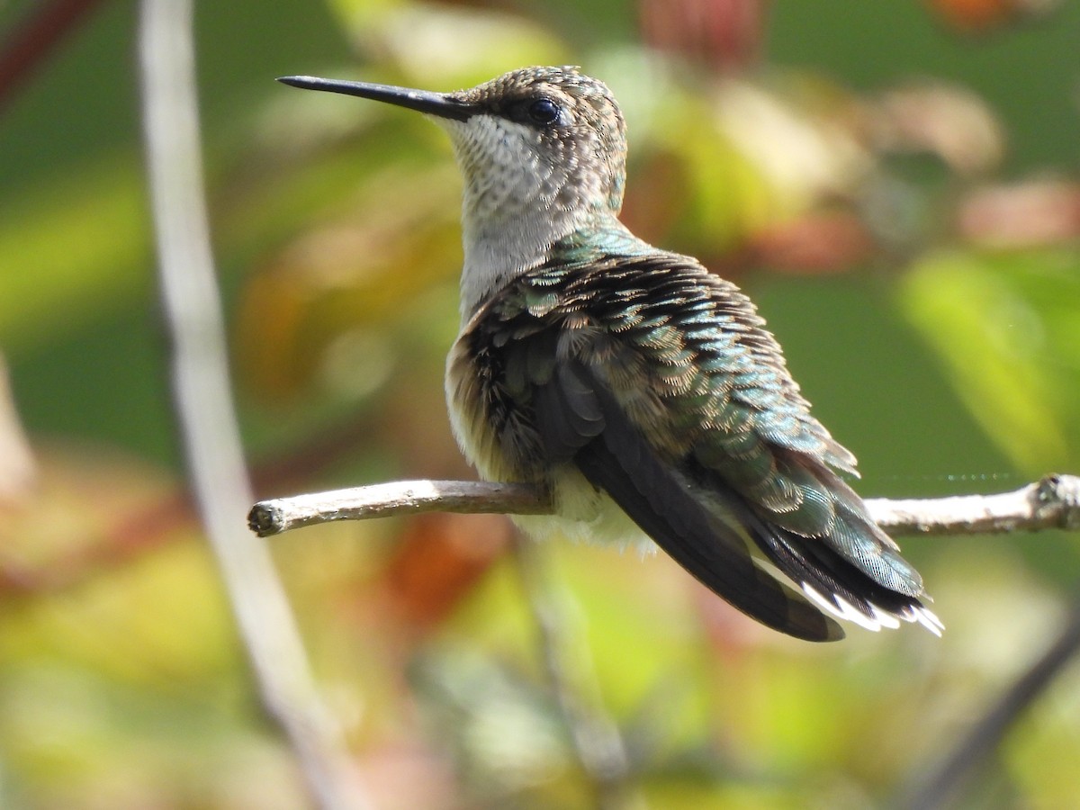 Ruby-throated Hummingbird - ML641572860