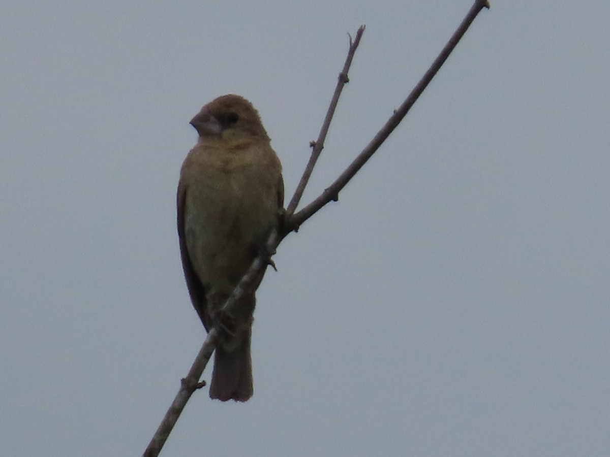 Blue Grosbeak - ML641572904