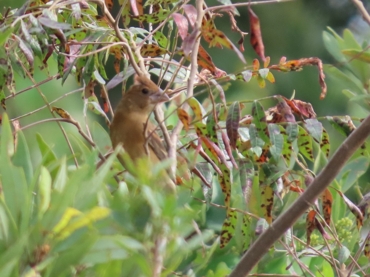Blue Grosbeak - ML641572908