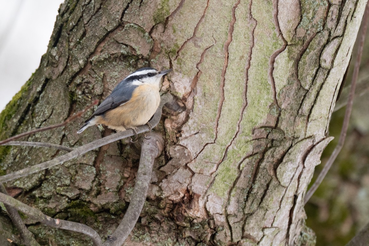 Red-breasted Nuthatch - ML641572919