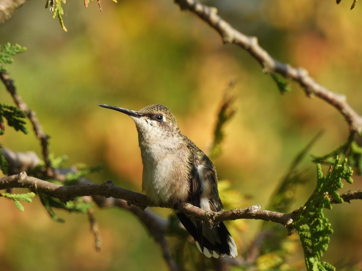 Ruby-throated Hummingbird - ML641572923