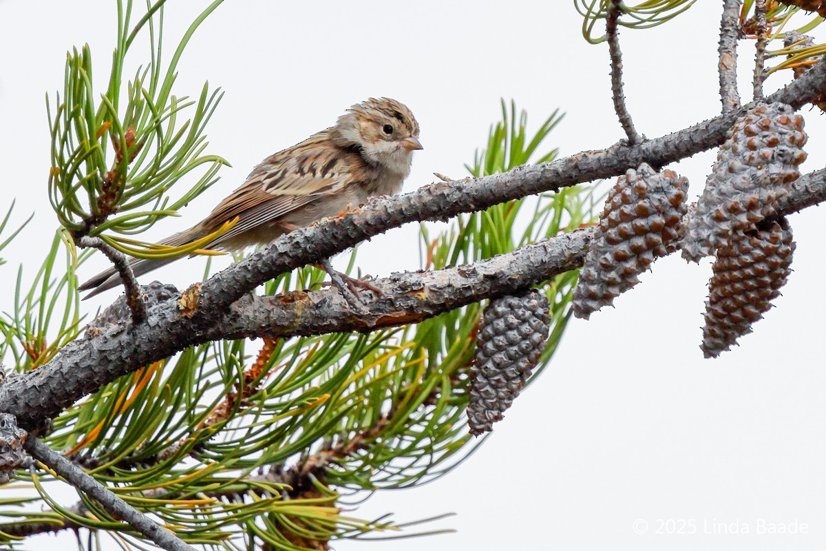 Brewer's Sparrow - ML641572928