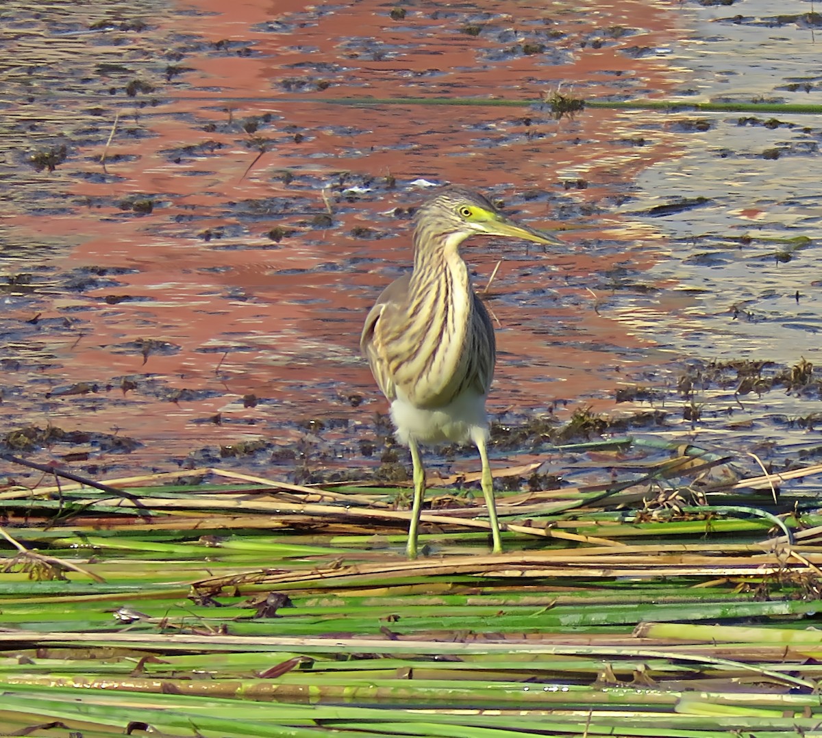 Squacco Heron - ML641572931