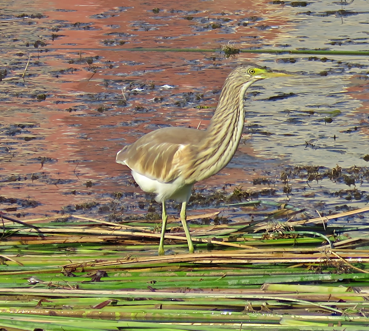 Squacco Heron - ML641572932