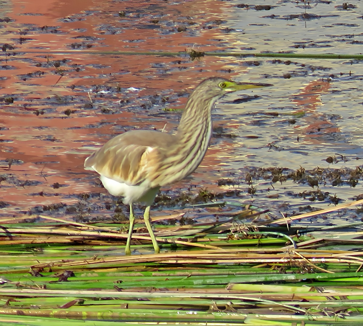 Squacco Heron - ML641572933
