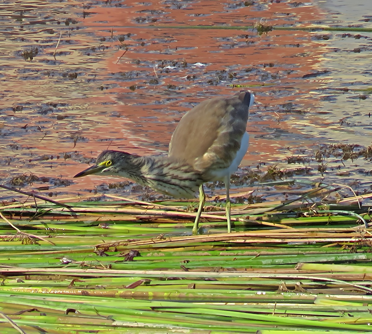 Squacco Heron - ML641572934