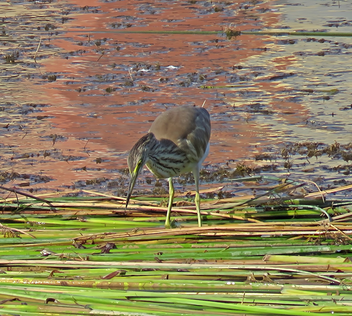 Squacco Heron - ML641572935