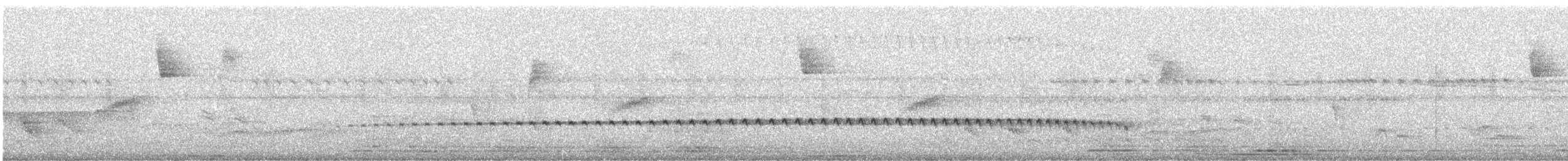 Batara moucheté - ML641572945