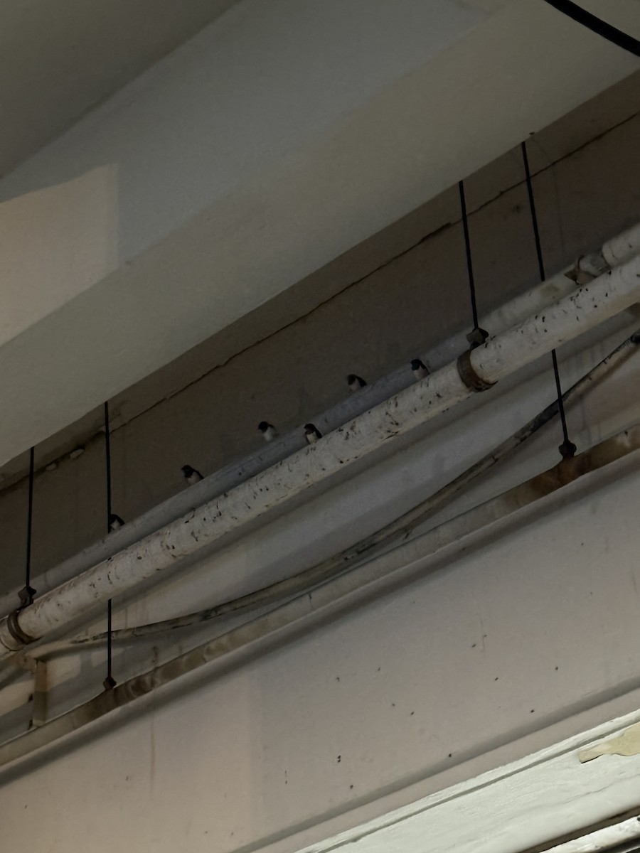 Barn Swallow - ML641572973