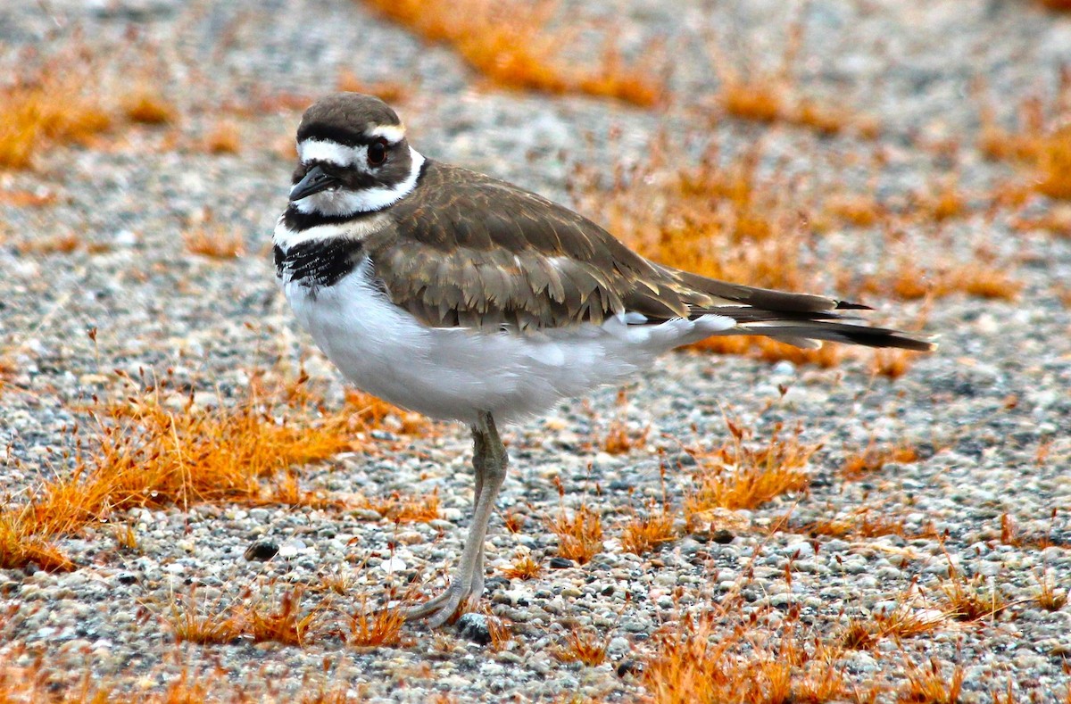 Killdeer - ML641572980