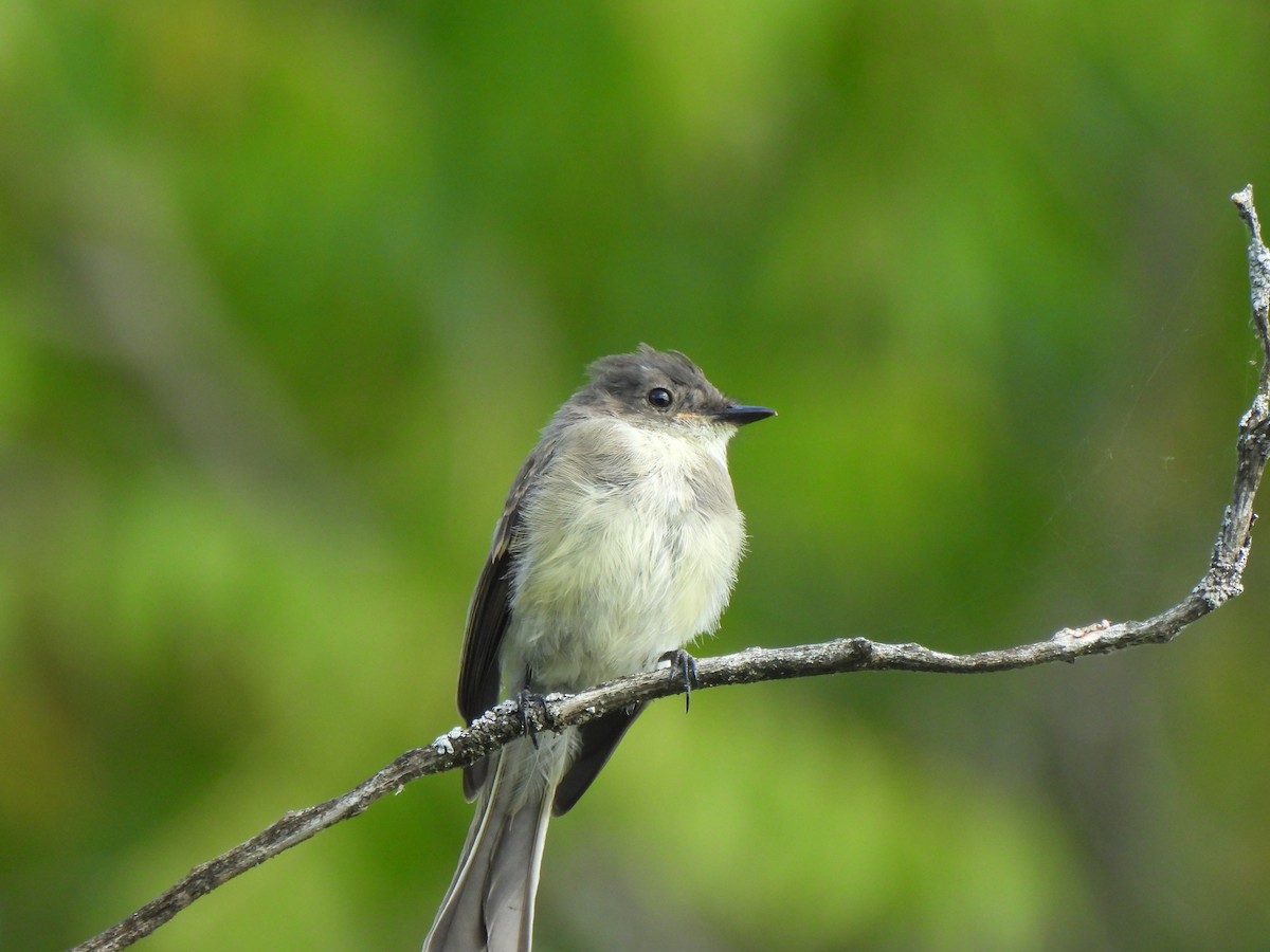 Eastern Phoebe - ML641573001