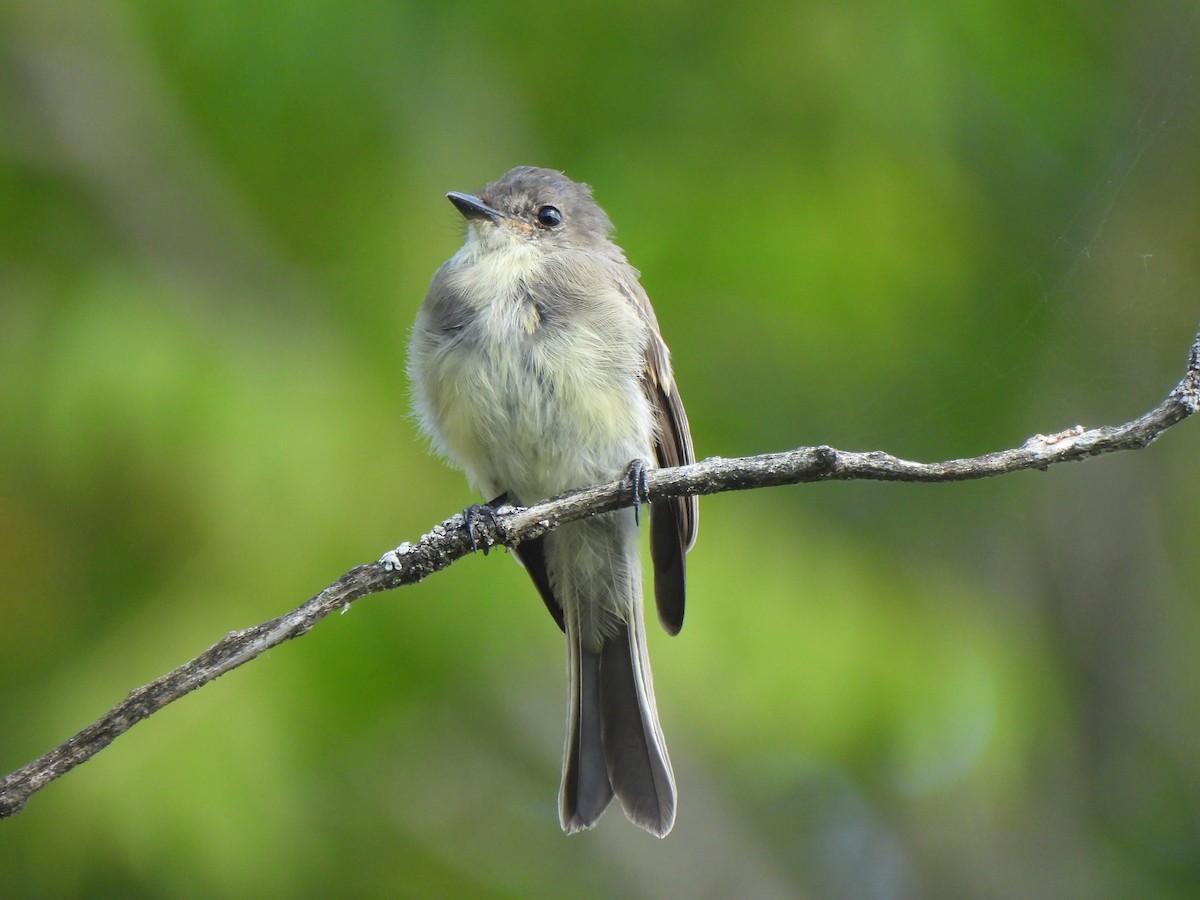 Eastern Phoebe - ML641573003