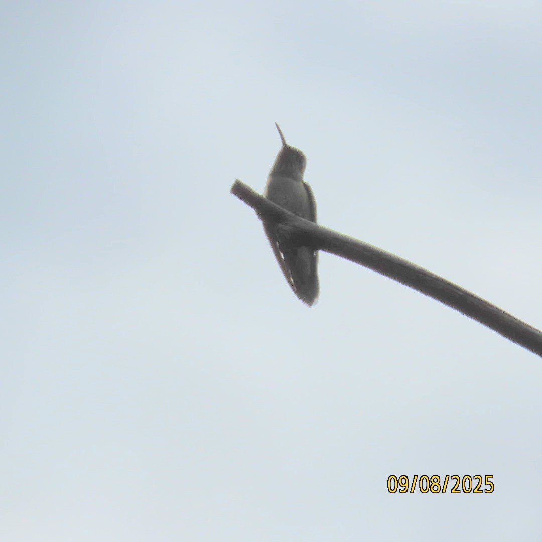 Calliope Hummingbird - ML641573015