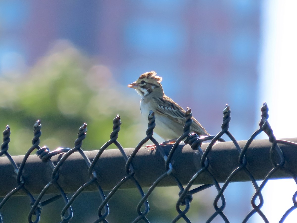 strnádka travní - ML641573046