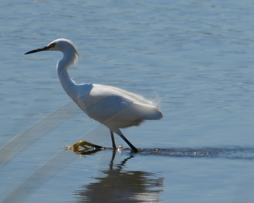 Snowy Egret - ML641573053