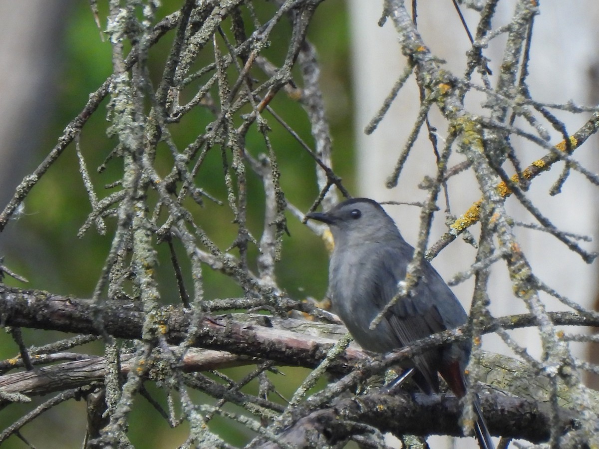 Gray Catbird - ML641573071