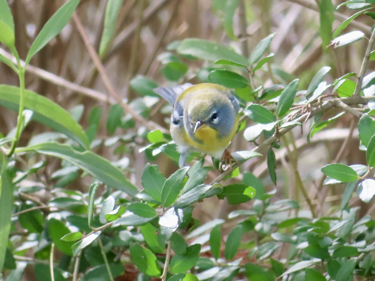 Northern Parula - ML641573081