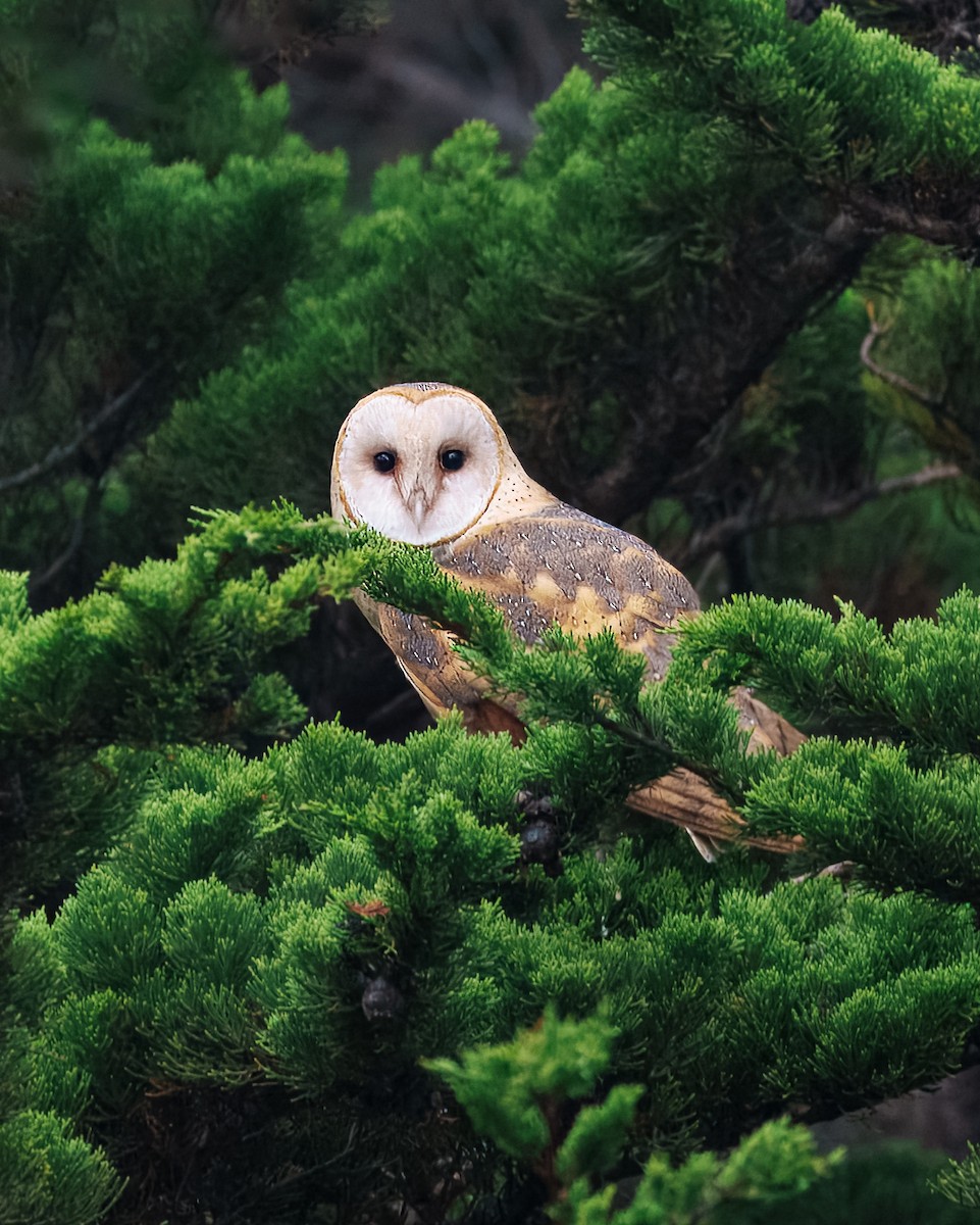 American Barn Owl - ML641573092
