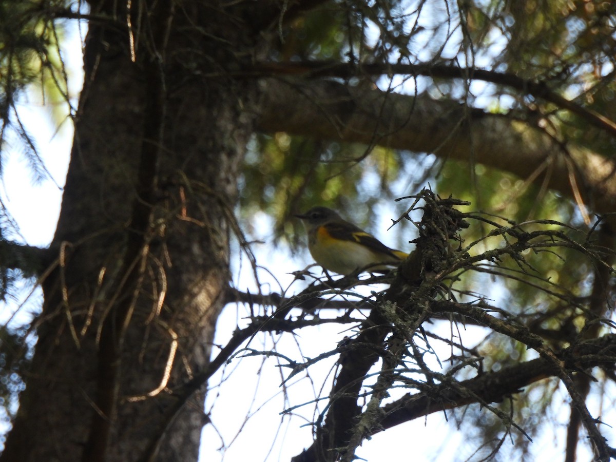 American Redstart - ML641573105