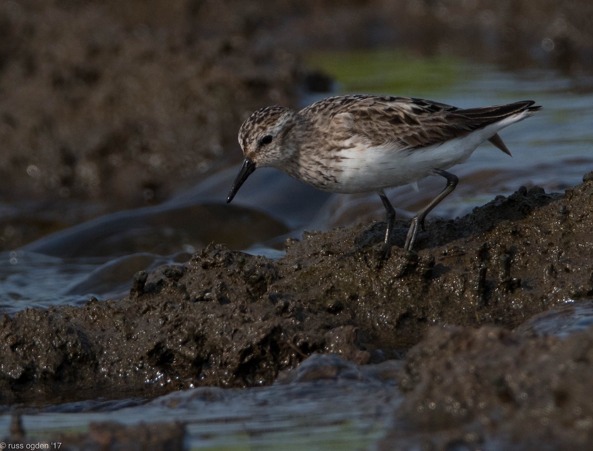 Semipalmated Sandpiper - ML64157311