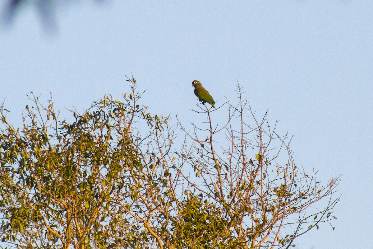 Scaly-headed Parrot - ML641573134