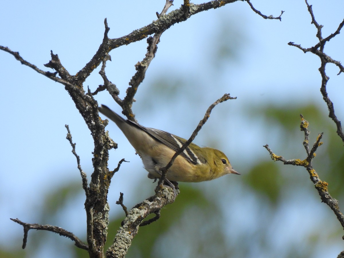 Bay-breasted Warbler - ML641573159