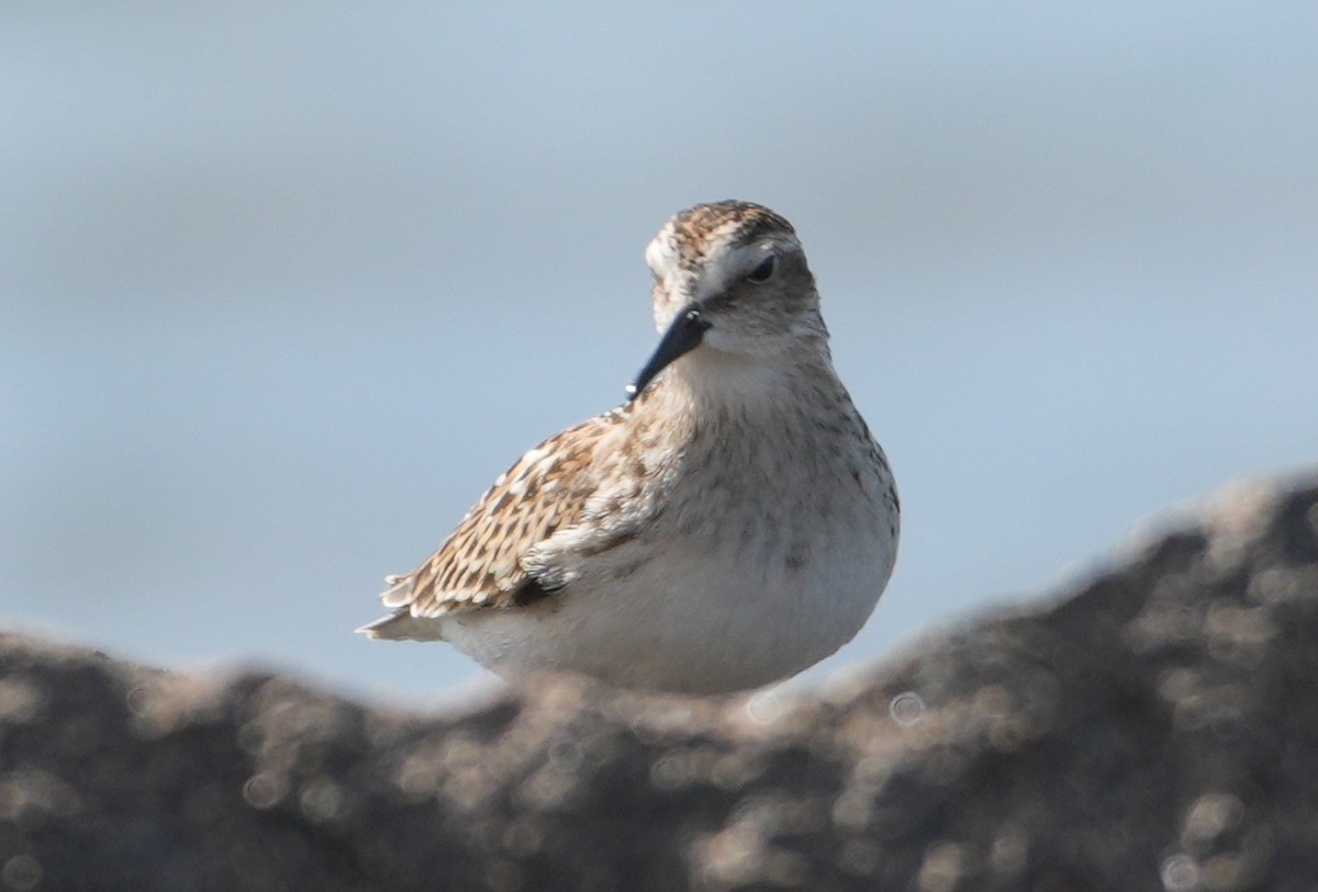 Least Sandpiper - ML641573230