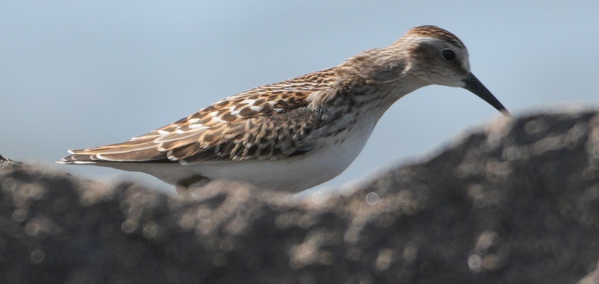 Least Sandpiper - ML641573231