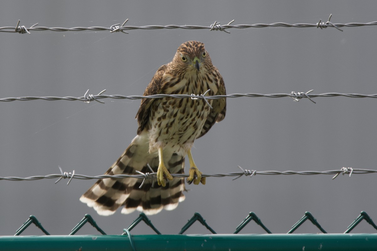 Cooper's Hawk - ML641573232