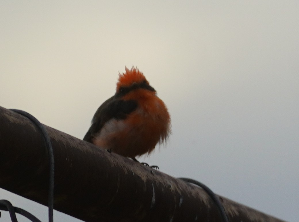Vermilion Flycatcher - ML641573284