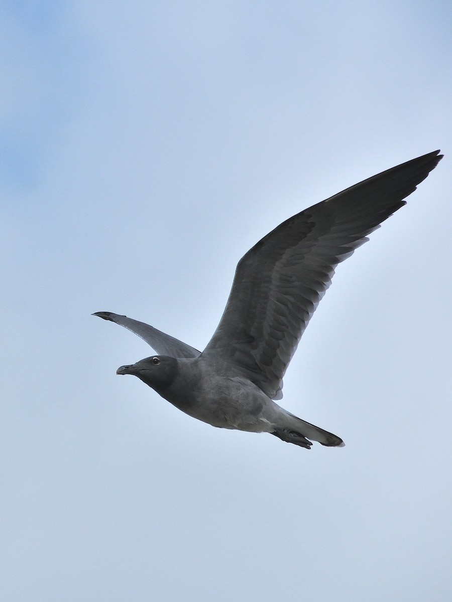 Lava Gull - ML641573318