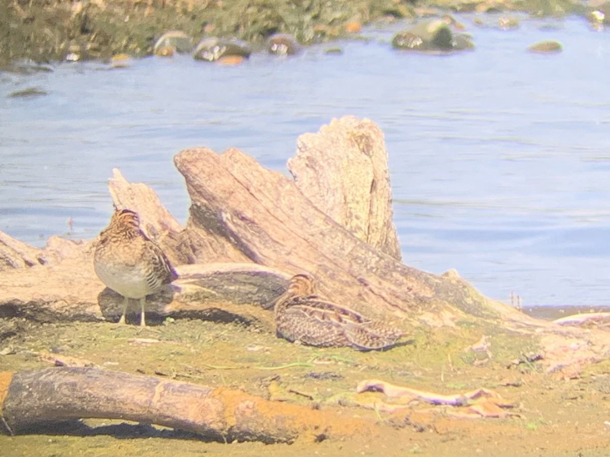 Wilson's Snipe - ML641573332