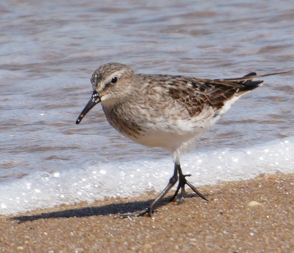 Weißbürzel-Strandläufer - ML641573336