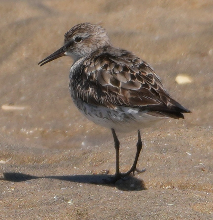 Weißbürzel-Strandläufer - ML641573337