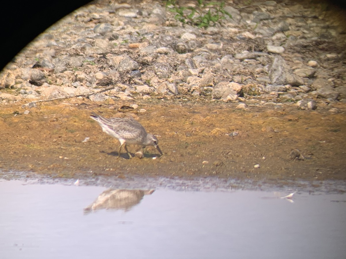 Red Knot - ML641573341