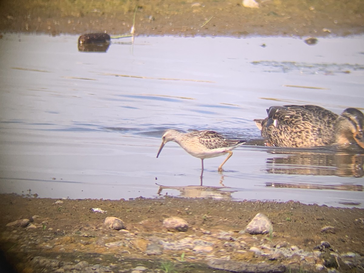 Stilt Sandpiper - ML641573357