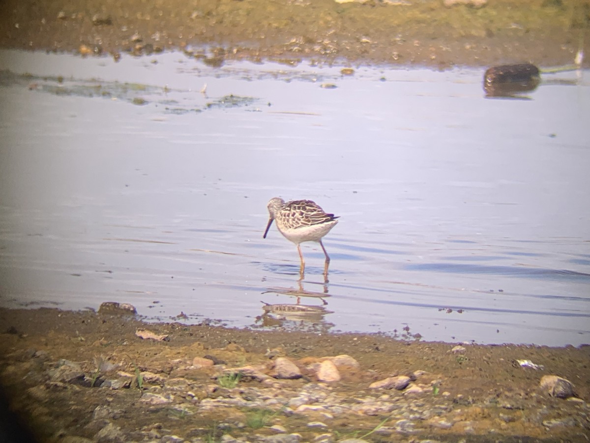 Stilt Sandpiper - ML641573358